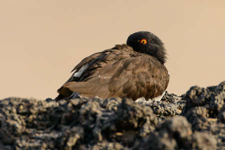 A Galapagos Oystercatcher, trying to sleep with one eye open.の写真素材