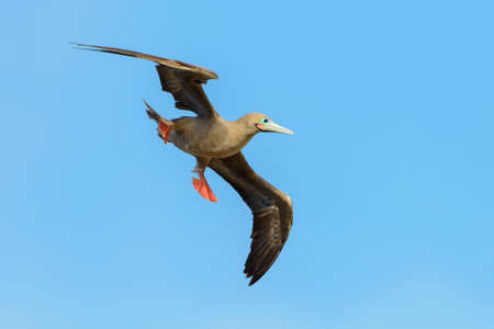 Red-footed Booby coming in for a landing. Galapagos Islands - Ecuador.の写真素材