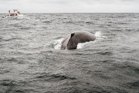 Whale watchingのeditorial素材