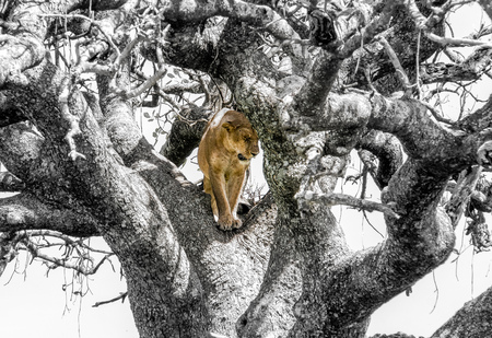 Lion in a treeの写真素材