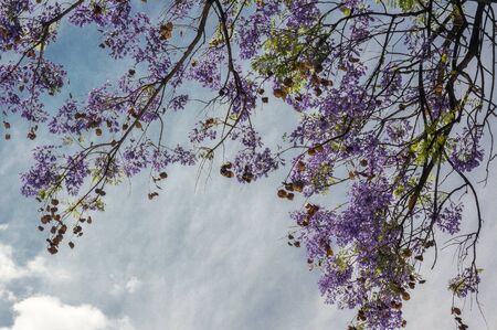 Purple treeの写真素材