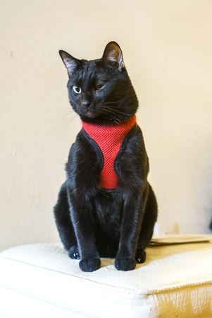 Black Cat in a Red Vestの写真素材
