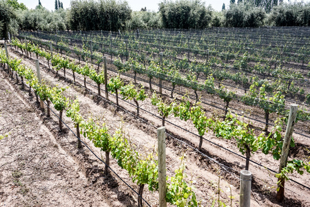 Spending the day visitng wineriesの写真素材