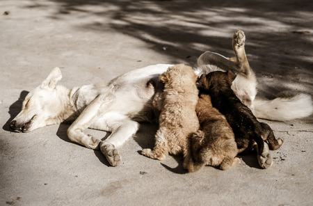 Puppies feedingの写真素材