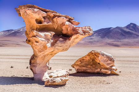 Arbol de Piedraの写真素材