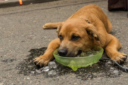 Dog Cools Head in Bucket of iceの写真素材