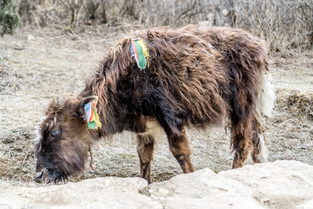 Day 3 of EBC Trek:の写真素材