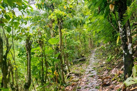 Munduk - walk to the waterfallsの写真素材