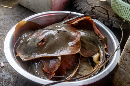 Stingray at Crab Market in Kep, Cambodiaの写真素材