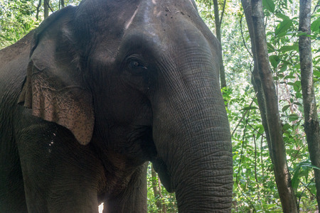 Working with elephants at the Mondulkiri Projectの写真素材