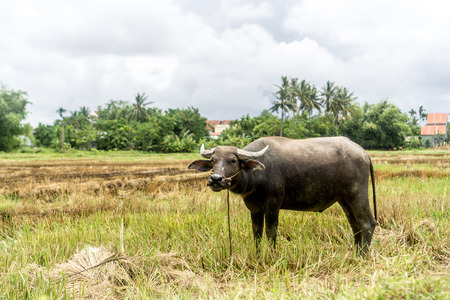 Water Buffalo in Rice Fieldの写真素材