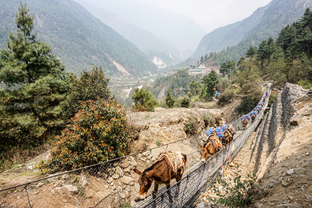 Day 1 of EBC Trek:  Horses crossing a suspension bridgeのeditorial素材