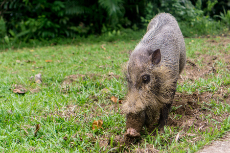 Bako National Park - Bearded Pig/Hogの写真素材