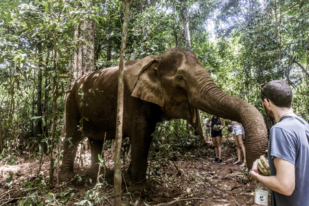 Working with elephants at the Mondulkiri Projectのeditorial素材