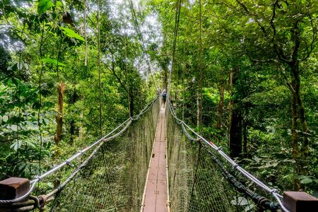 Mulu National Park - Canopy Walkの写真素材