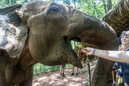 Working with elephants at the Mondulkiri Projectの写真素材