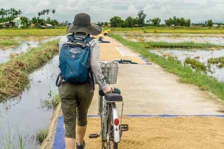 Female tourist walking bike through drying riceのeditorial素材