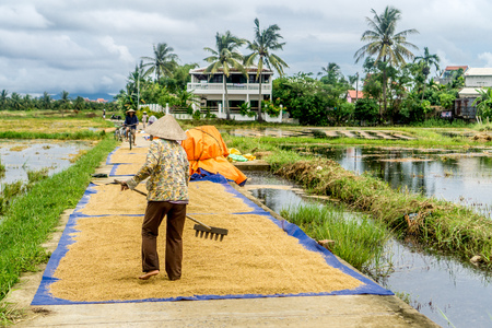 Women drying rice in Hoi Anの写真素材