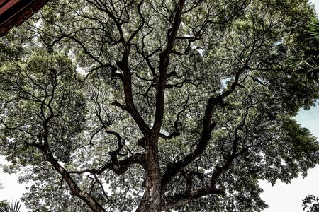 Bangkok, Thailandの写真素材