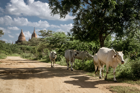 Bagan, Myanmar Pagodas (Temples) - with cowsの写真素材