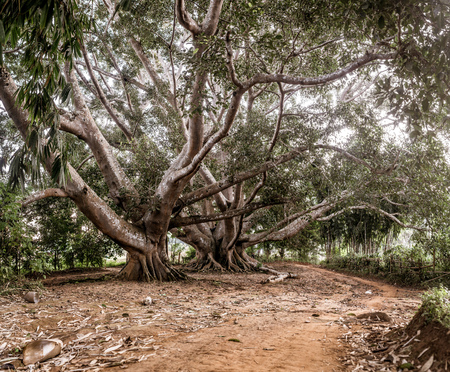 Hsipaw 3-day Hike to Shan Villagesの写真素材
