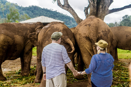 Chiang Mai, Thailand Elephant Nature Parkの写真素材