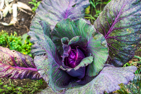 Organic Cabbageの写真素材