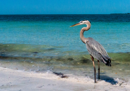 Birds walking on the sand along the beachの写真素材