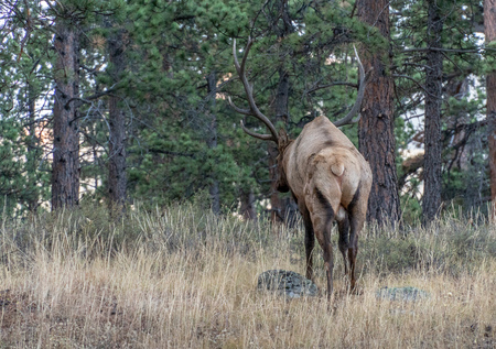 Visiting Rocky Mountain National Park, Colorado in Late September, 2018の写真素材