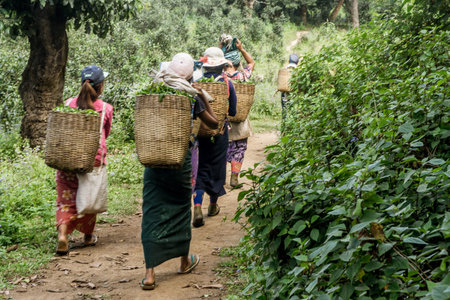 Hsipaw 3-day Hike to Shan Villages - women carrying tea leaves