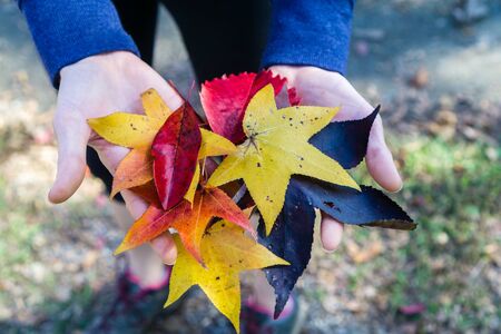 fall colorful leaves in handの写真素材