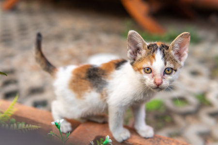 Thai kitten found on the road and very playfulの写真素材