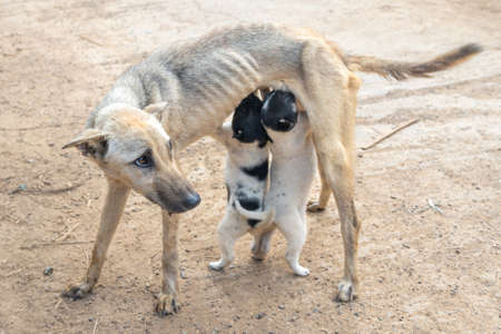 A skinny female dog feeds her young puppies in Northern Thailandの写真素材