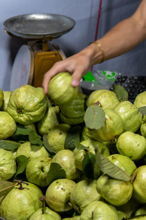 Healthy Fruit for sale in Thailand. Guava is a tree fruit that is hard and not too sweetの写真素材