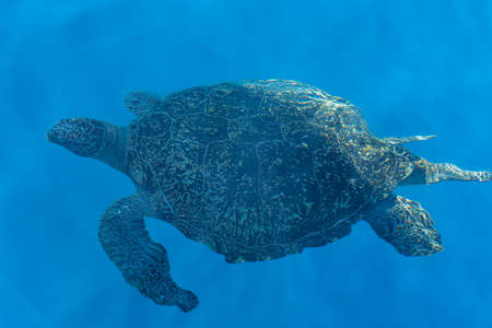Large sea turtle swimming in ocean near Thailandの写真素材