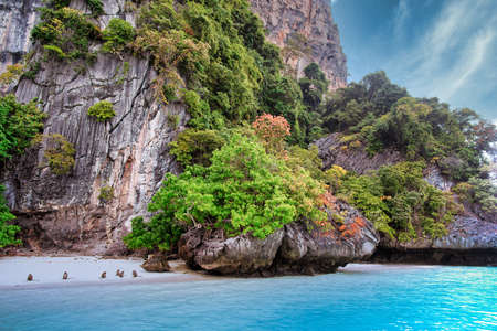 Ko Phi Phi Island Krabi with palm treess and longbeatsのeditorial素材