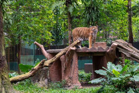 Tiger in the zoo, Thailand. (Panthera tigris altaica)の写真素材