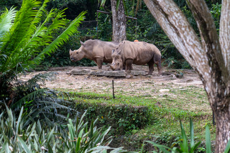 Rhinoceroses stop for a drink of waterの写真素材