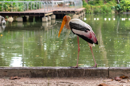 Painted stork standing on the bank of the pond in the park