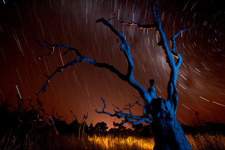 Blue Tree star trails Southern Sky
