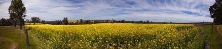 Panorama yellow canola fields.の写真素材