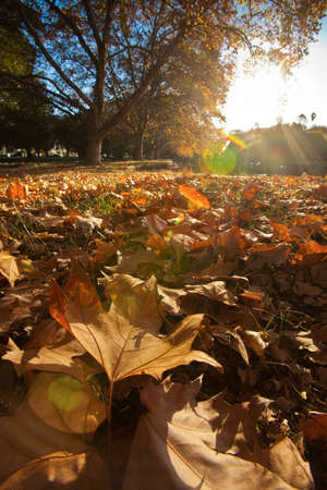 Golden sunlight on a mass of autumn leaves.の写真素材