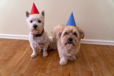 Two west highland white terrier dogs wearing a party hat.の写真素材