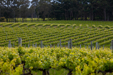 Rows of lush green grape vines in vineyardの写真素材