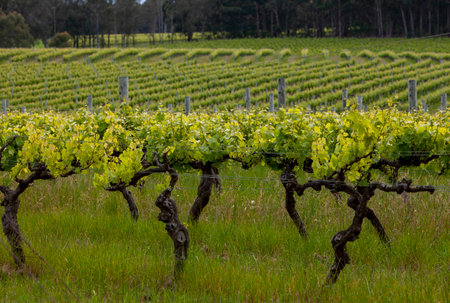 A trellised row of vines with rows of grapes out of focus in background.の写真素材
