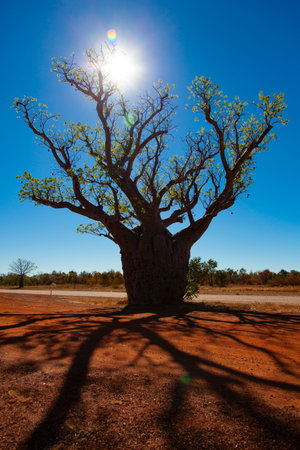 Silhouette of a boab tree against a blue sky looking into the sun