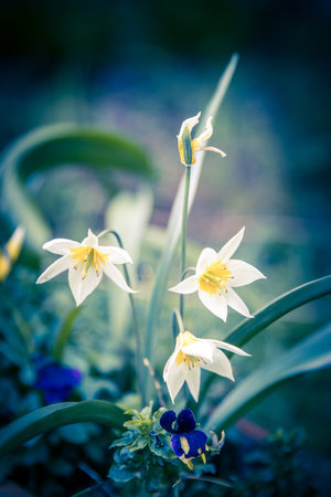 Daffodils in the garden. Spring flowers. Selective focus.