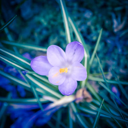Beautiful crocus flowers in the spring garden. Selective focus. Toned.の写真素材