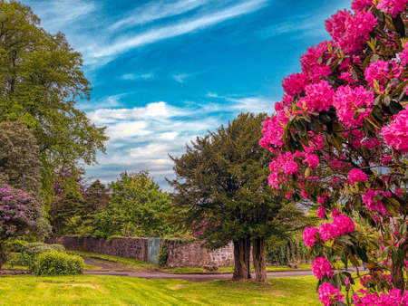 Rhodedendron, yew and elm tree in a park with blue skies.の写真素材