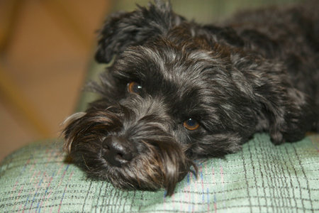 Max the schnoodleの写真素材